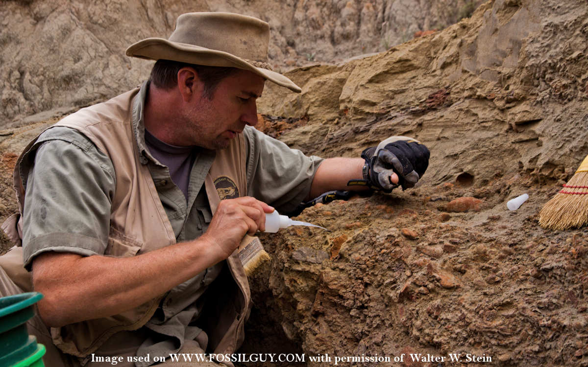 Walter W. Stein: Learn What Paleontologists Do!