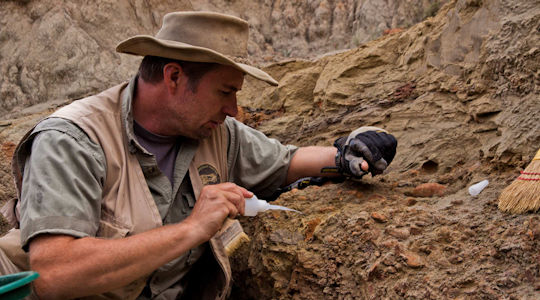 Interview with Paleontologist Walter W. Stein