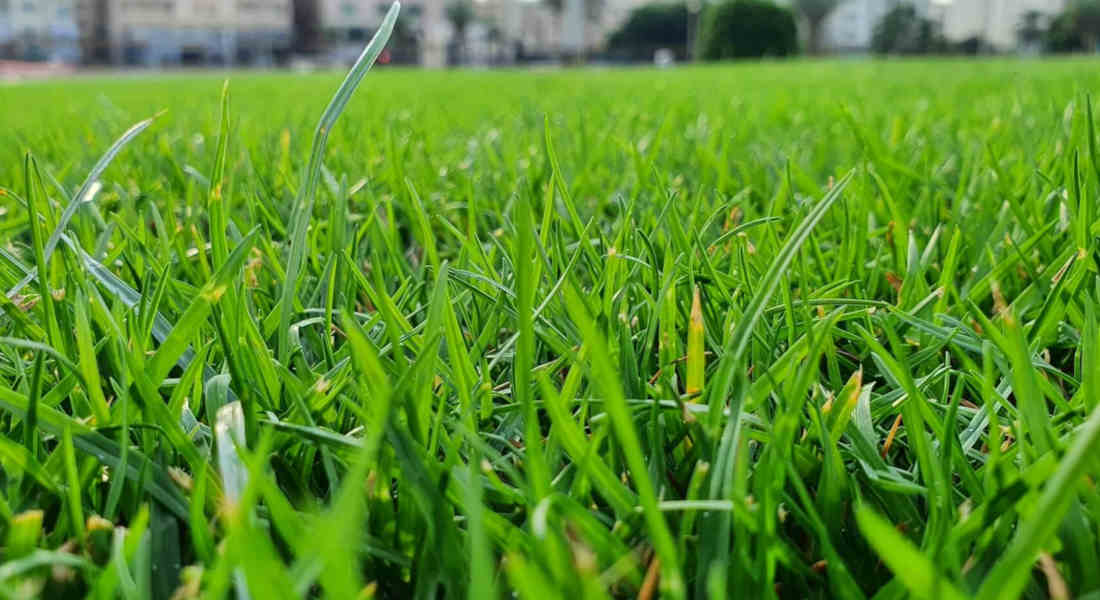 A History of the American Lawn - A Call for Change