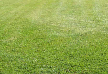 The Spectacle of the American Lawn