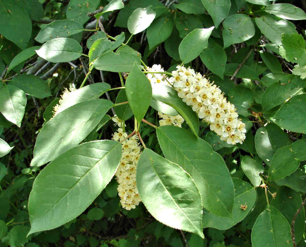The Chokecherry shrub provides both food and shelter for an array of animals