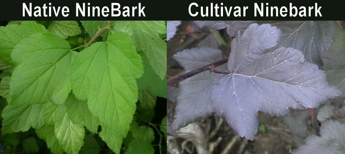 Native Ninebark vs Cultivar ninebark