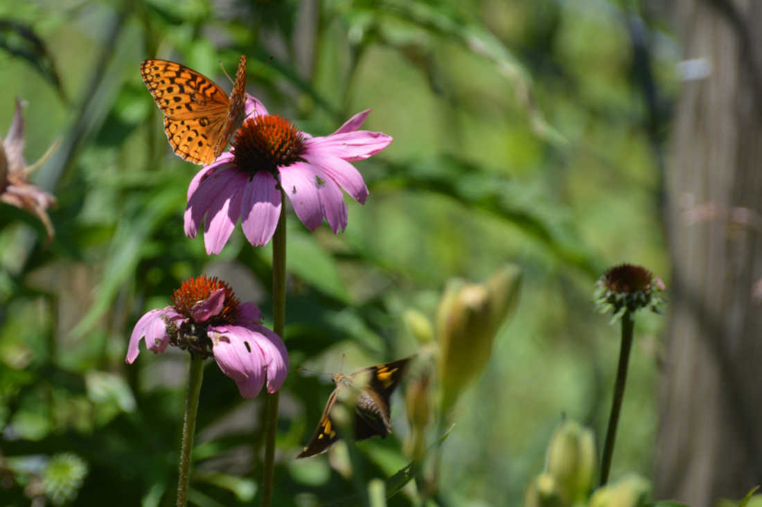 Why is it important to plant only Native Plants?