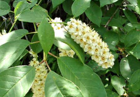 Why Native Plants are Important
