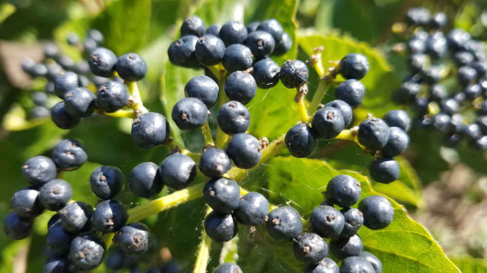 A native Viburnum dentatum, the Arrowwood Viburnum.