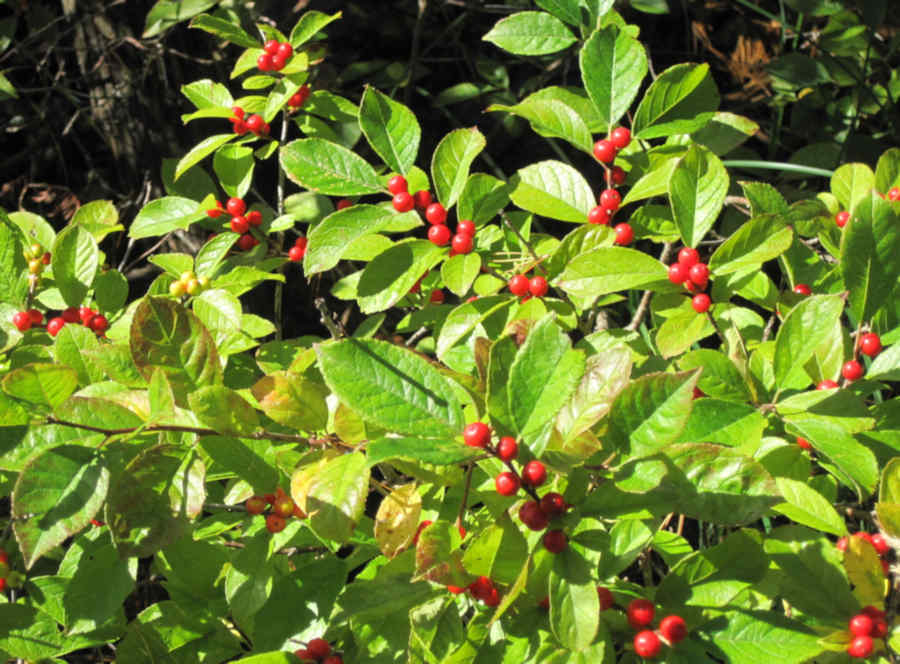 The Winterberry (Ilex verticillata) is a showstopping native shrub that is full of red berries in the winter, and provides winter food for wildlife.