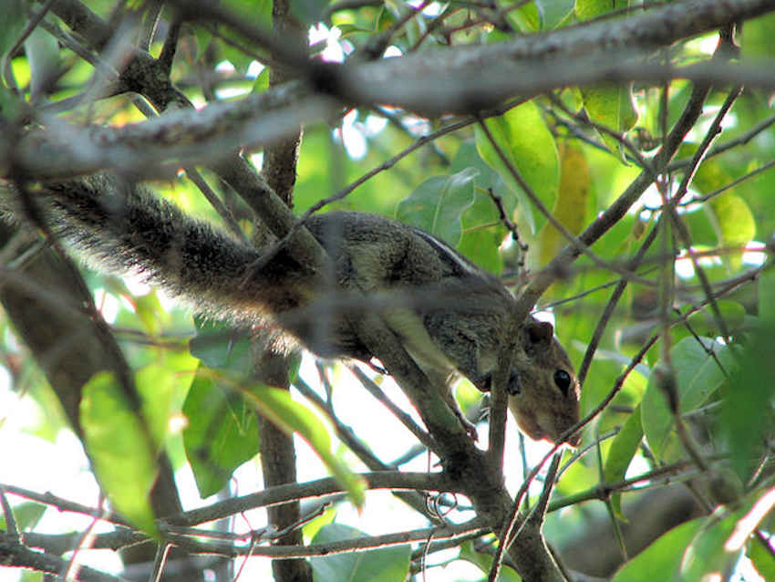 Squirrel Migrations