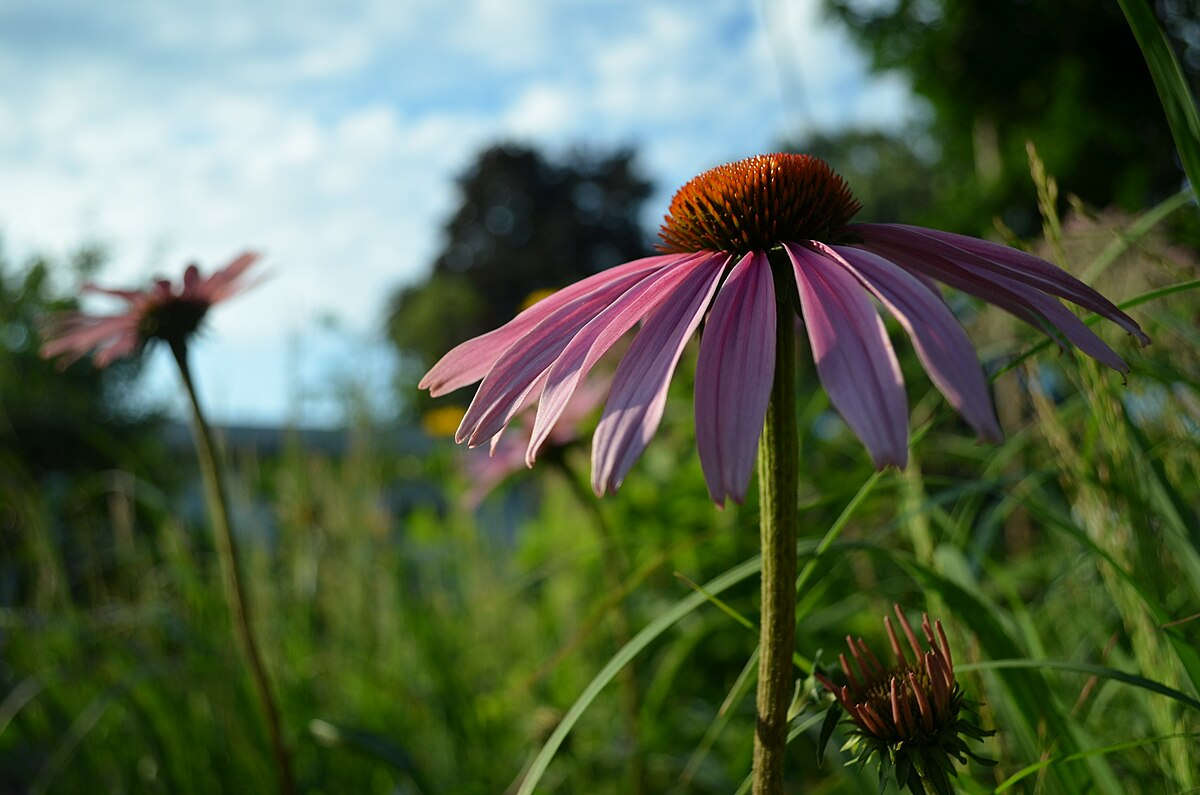 Native Flowers and Forbes