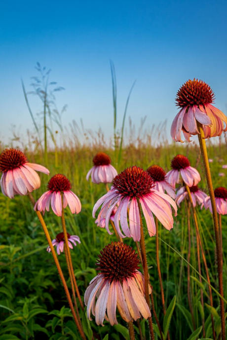 Purple Coneflower
