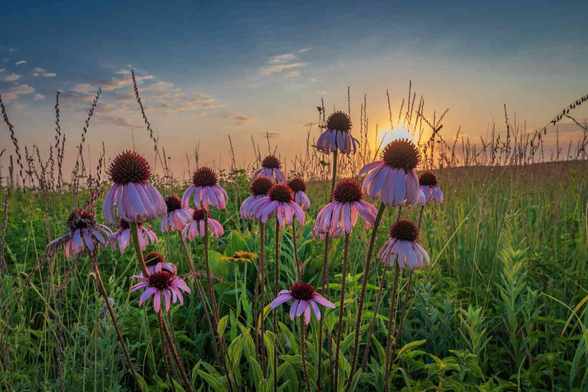 Purple Coneflower Guide