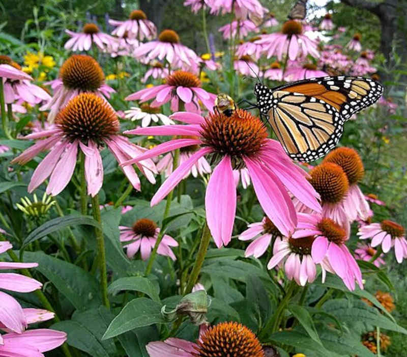 Purple Coneflower with a Monarch feeding on its nectar