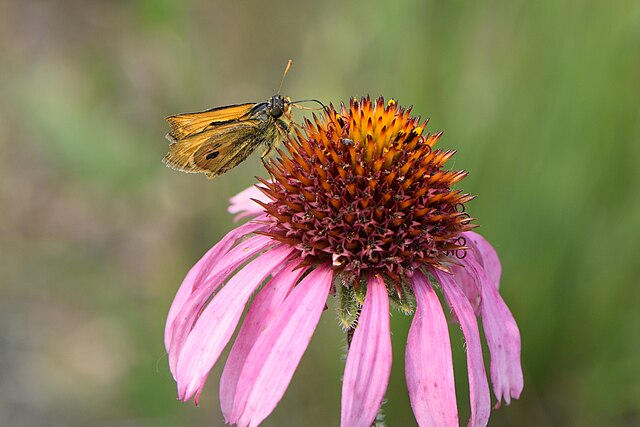 Purple coneflower with a skipper
