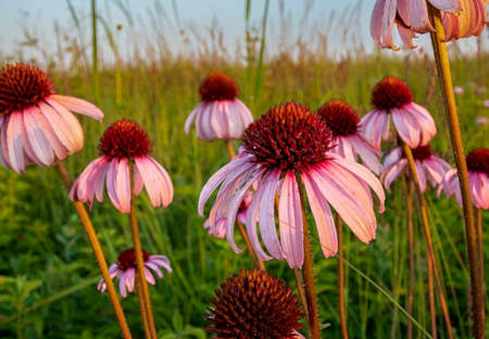 Purple Coneflower Guide
