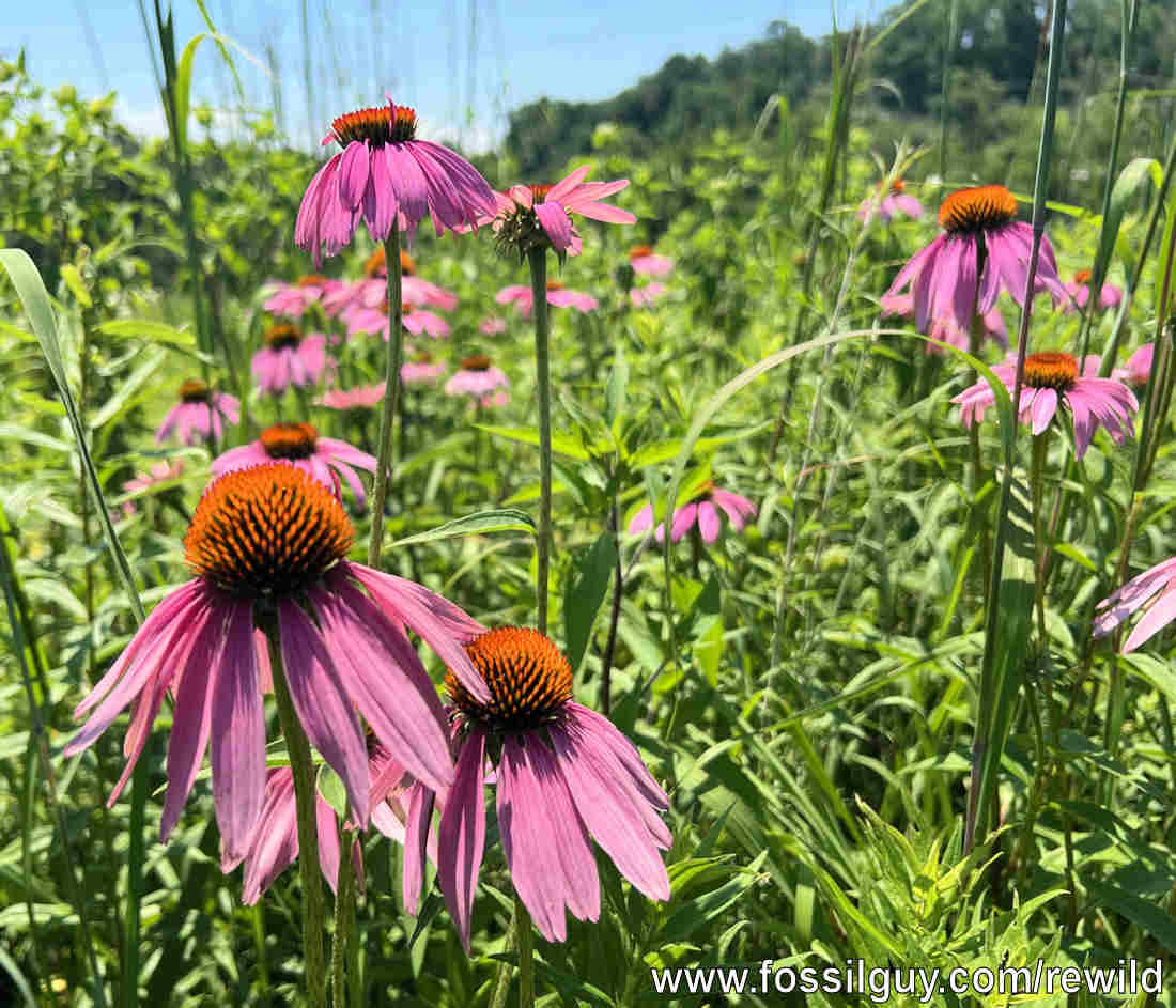 A native meadow with Purple Coneflower