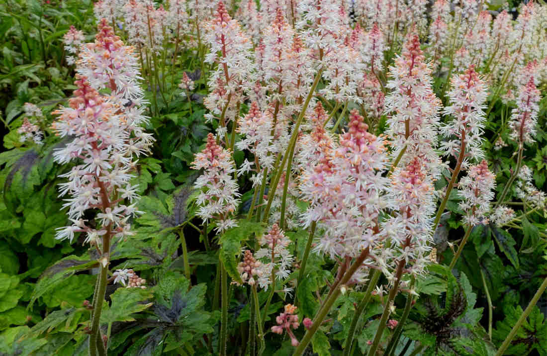 Native Groundcover
