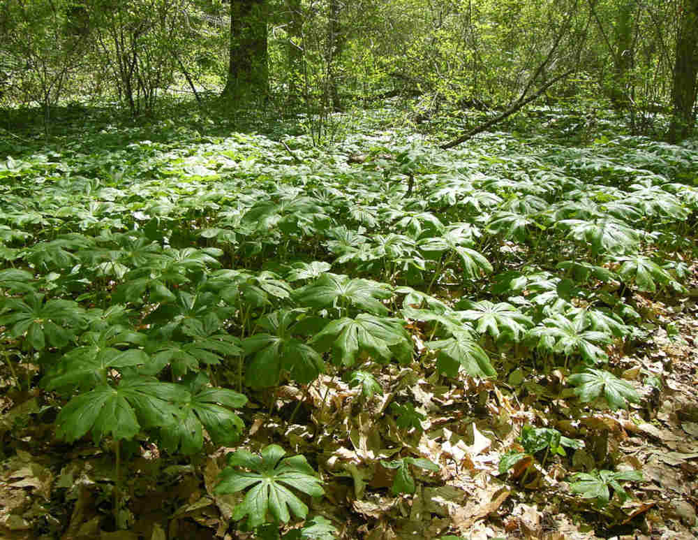 Mayapple - a Spring Ephemeral -Guide