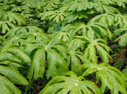 Mayapple Guide