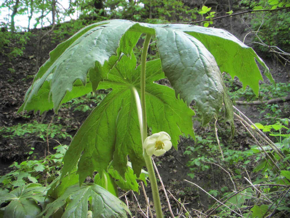 Closeup of a Mayapple with flower