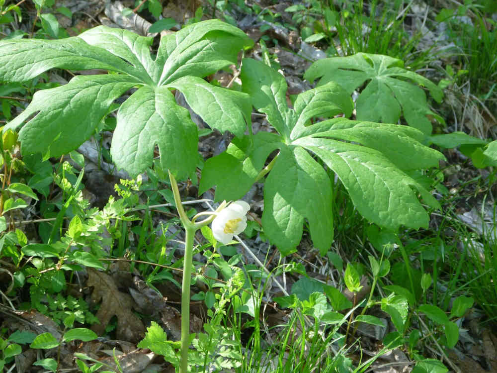 View of a Mayapple with flower