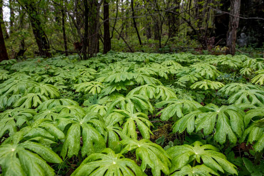 A colony of Mayapples creating groundcover in the forest understory