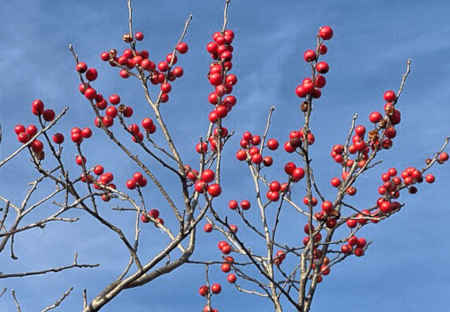 Native Plant Guide