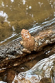 Explore amphibian species and learn how to attract them