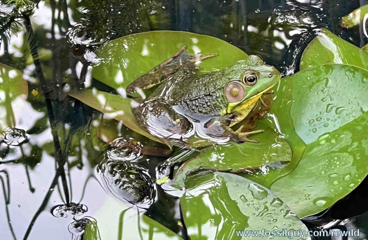 Amphibian Guide - Eastern U.S.