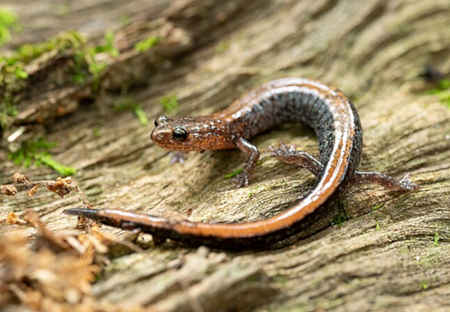 Woodland Salamanders guide