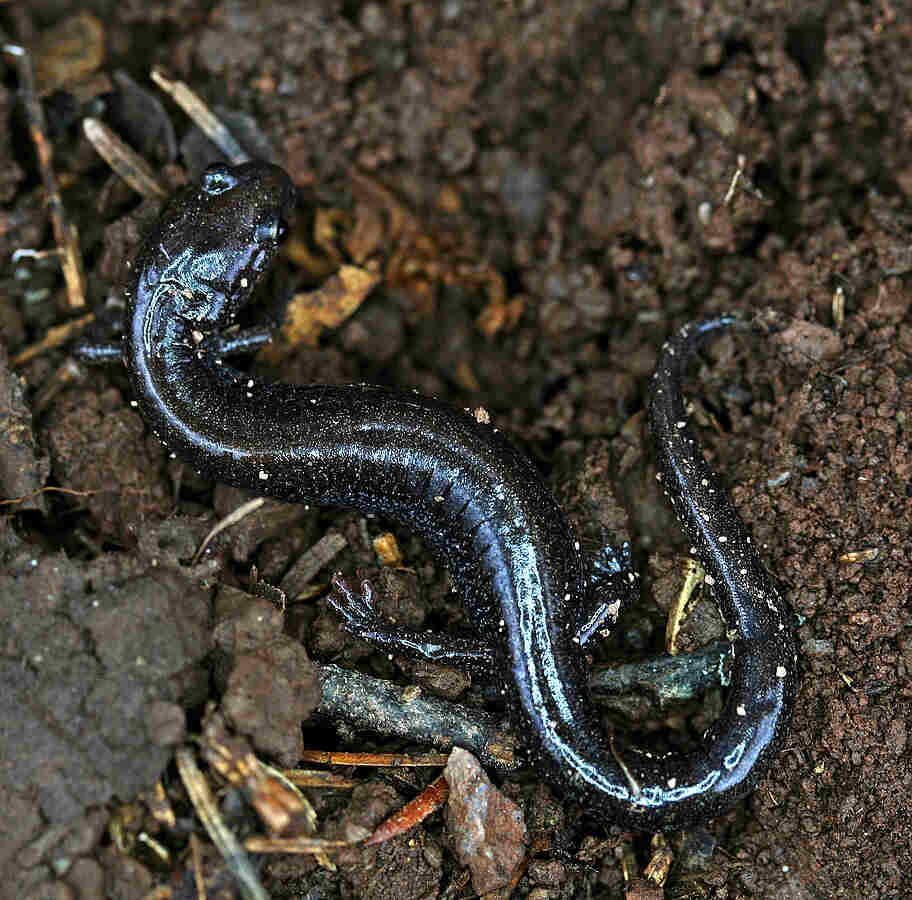 A red-backed salamander exhibiting the dark lead morph