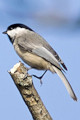 Explore bird species and learn how to attract them