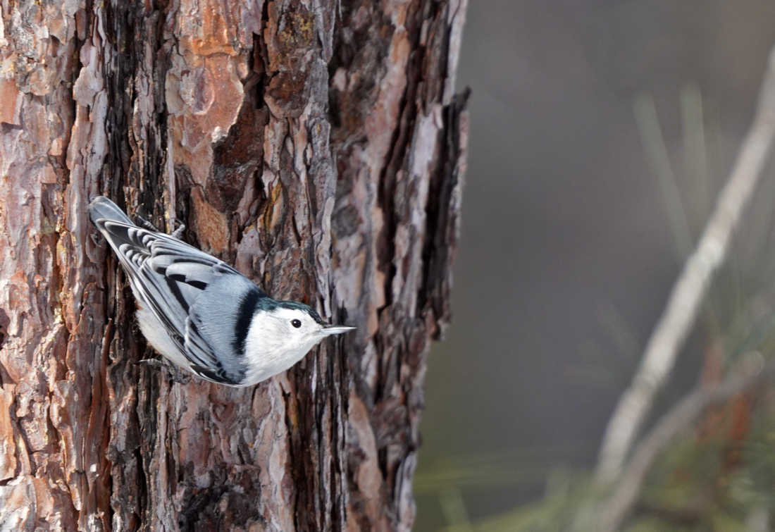 Native Bird Guide
