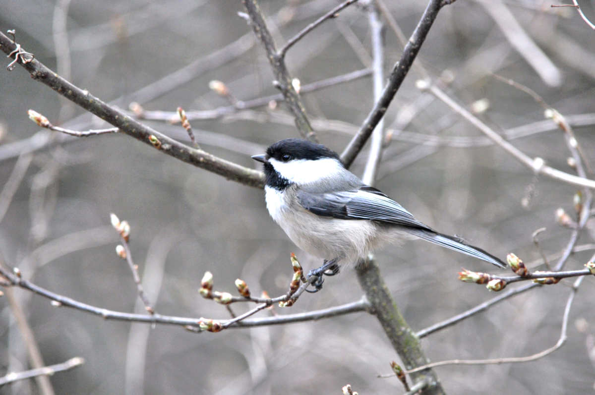 The Mighty Chickadee: A Tiny Bird with Big Personality