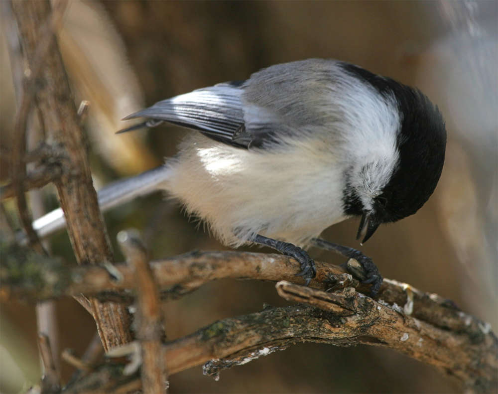 The chickadee will select a single seed from the feeder, then retreat to a nearby branch where it skillfully taps it with its beak to crack it open.