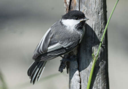 Chickadee Guide
