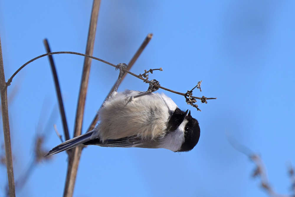 Chickadees are very acrobatic