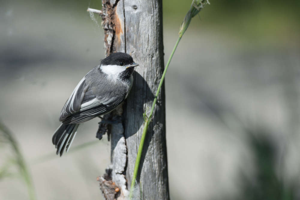 Chickadees are lively little birds that are fun to watch.