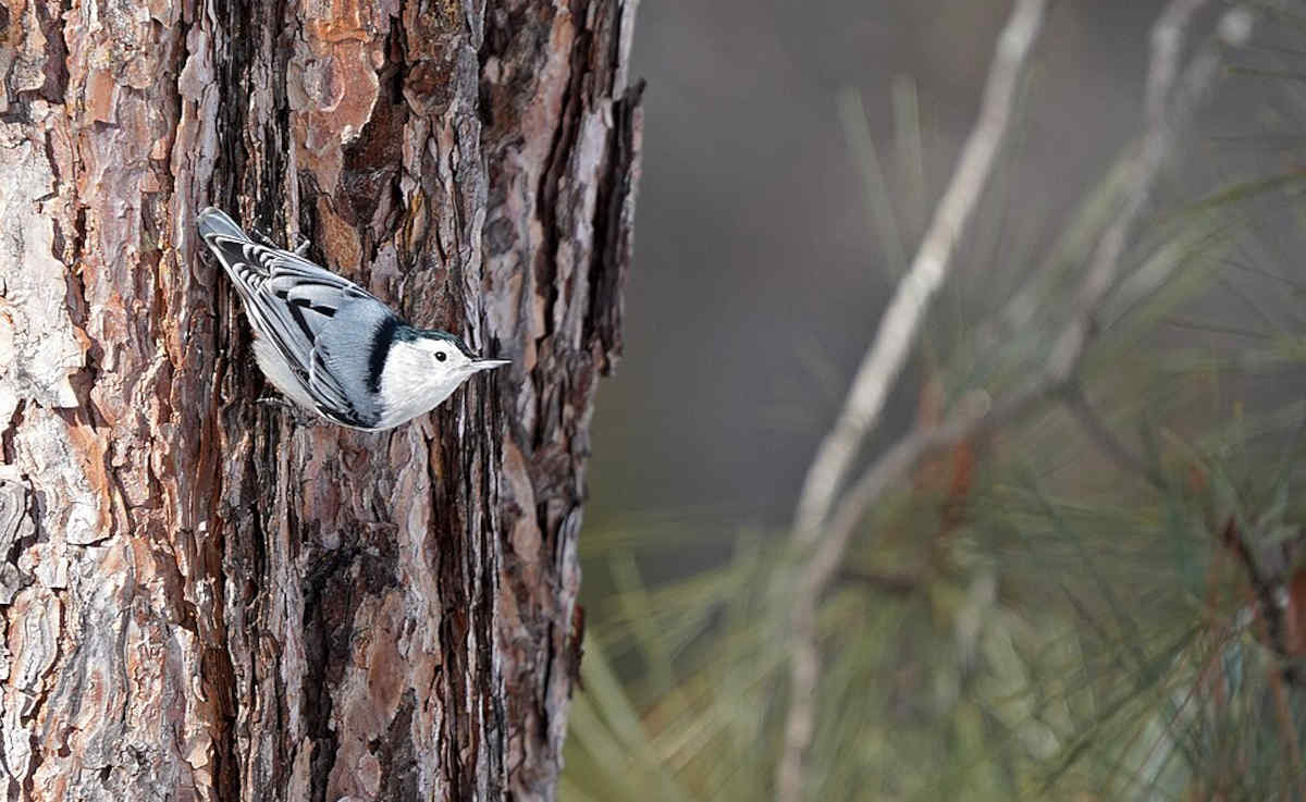 White-Breasted Nuthatch: The Agile Tree-Climber