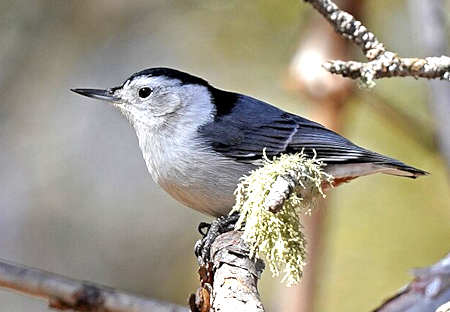 Nuthatch Guide