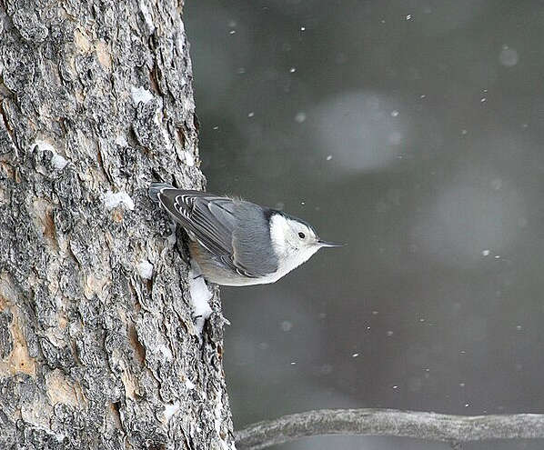 A Nuthatch walking down a tree