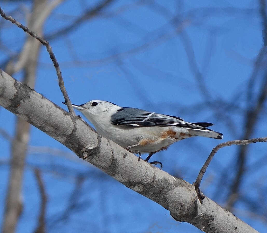 Nuthatches have very short tails