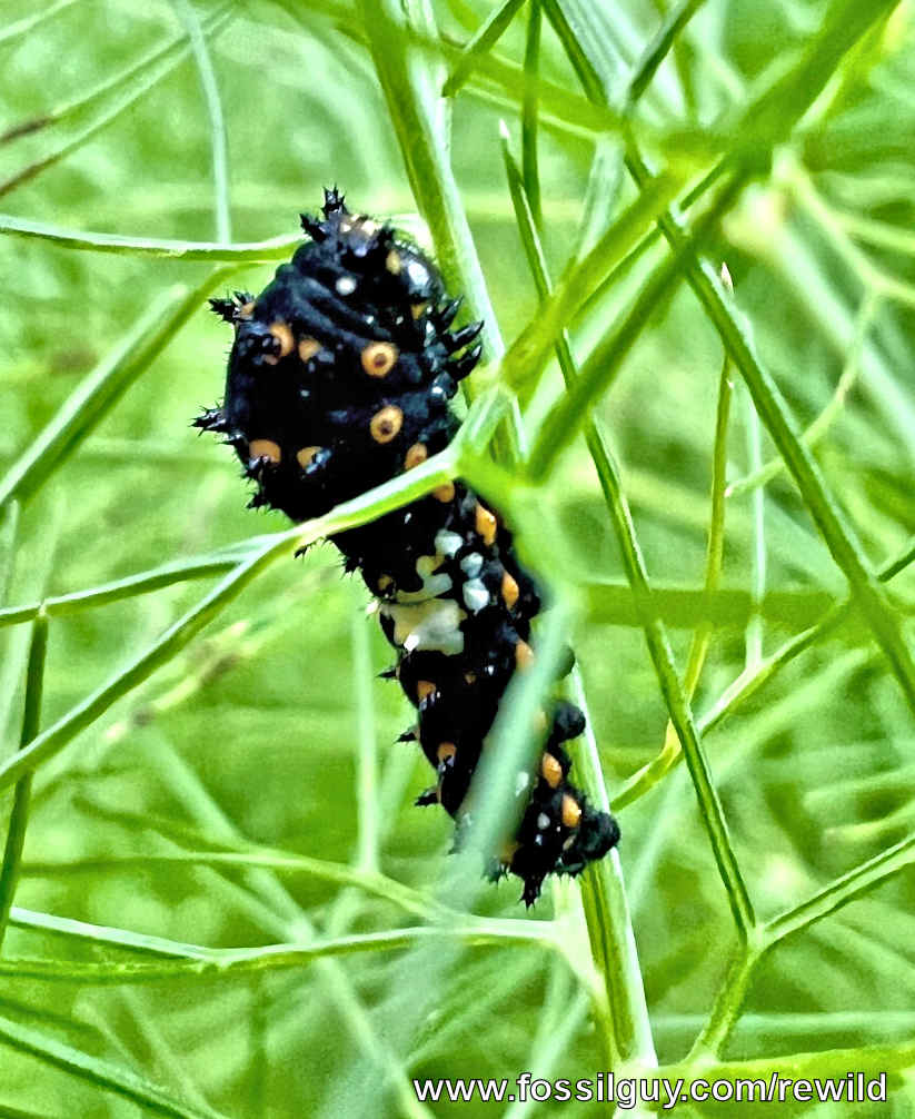 Black Swallowtail 2nd Instar Caterpillar