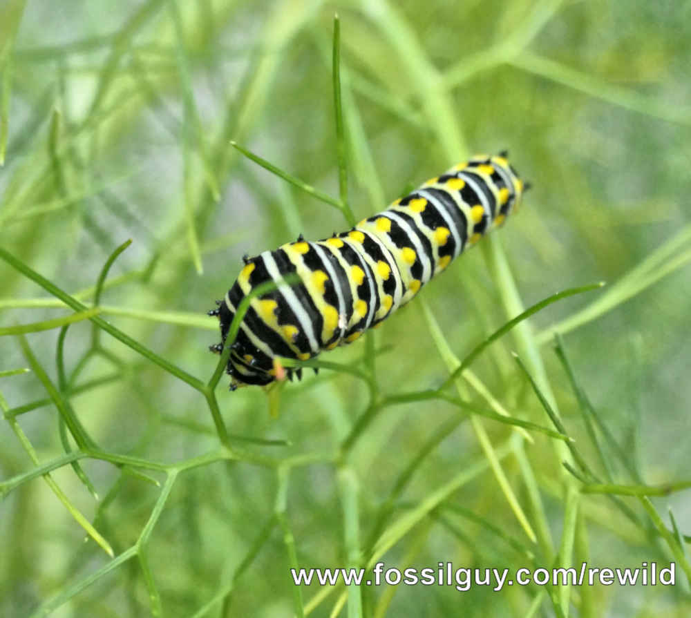 Black Swallowtail 4th Instar Caterpillar