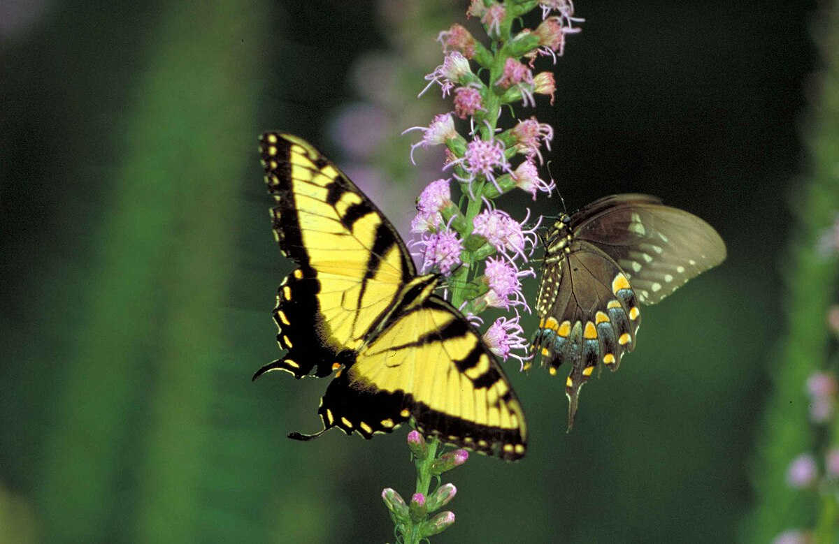 Butterfly and Moth Guide