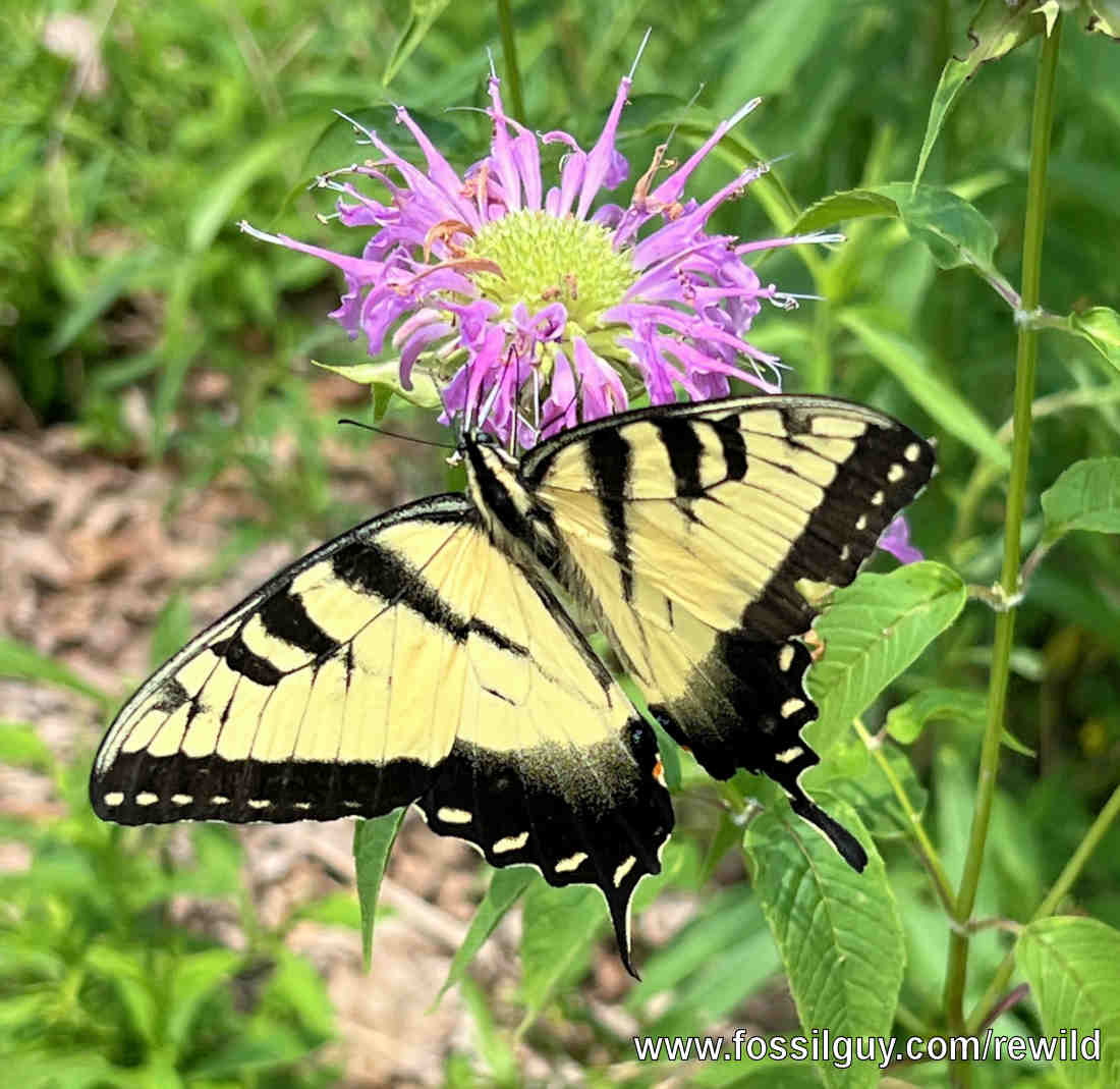 Tiger Swallowtail feeding on native Wild Burgamoton