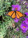 Explore lepidoptera and learn how to attract them
