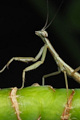 Explore insects and learn how to attract them