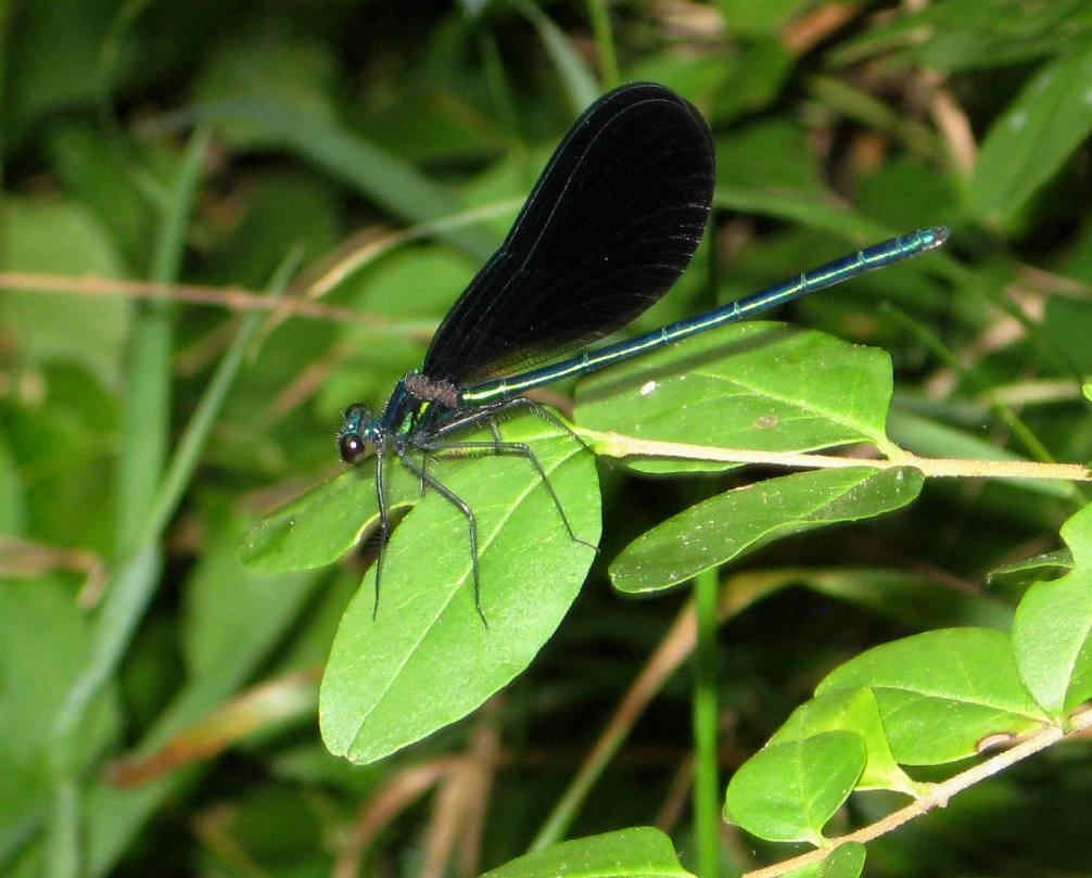 The Ebony Jewelwing Damselfly (Calopteryx maculata) is one of the more common Jewelwings in eastern North America.