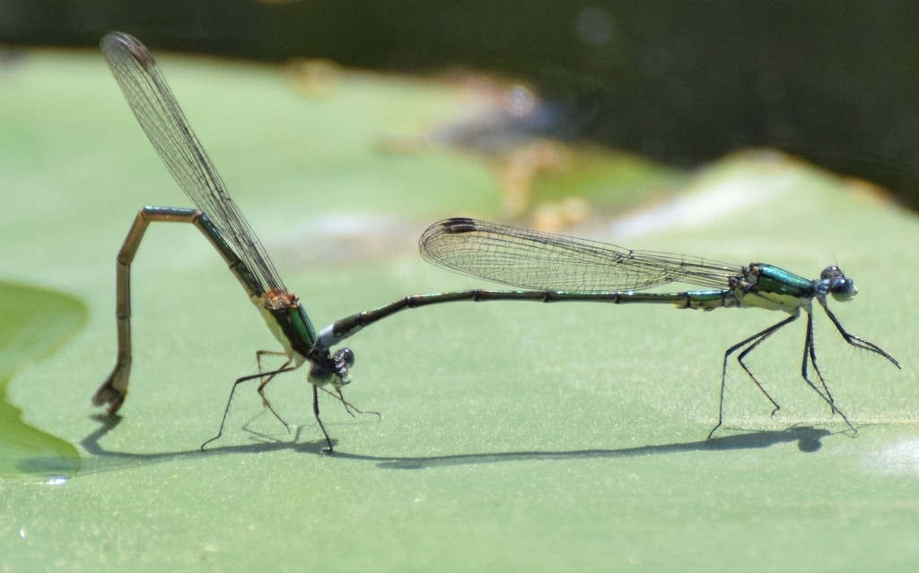 Elegant Spreadwings (Lestes inaequalis) captured in their mating pose. Native to eastern North America and Canada, they remain common in some areas but are declining in others due to habitat loss.