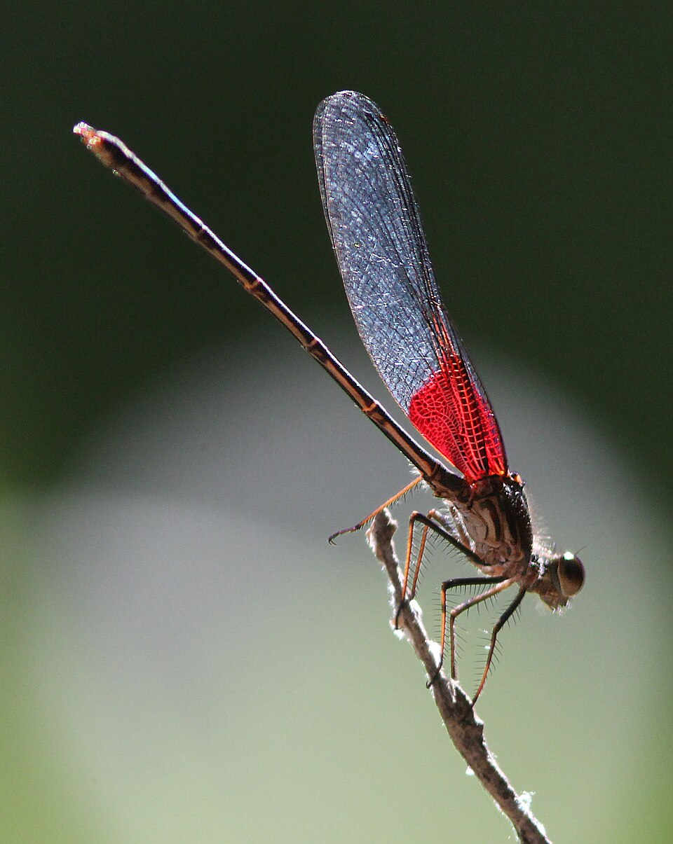 The American Rubyspot (Hataerina americana).  Notice the red color at the base of the wings. American Rubyspots become more common toward the end of summer