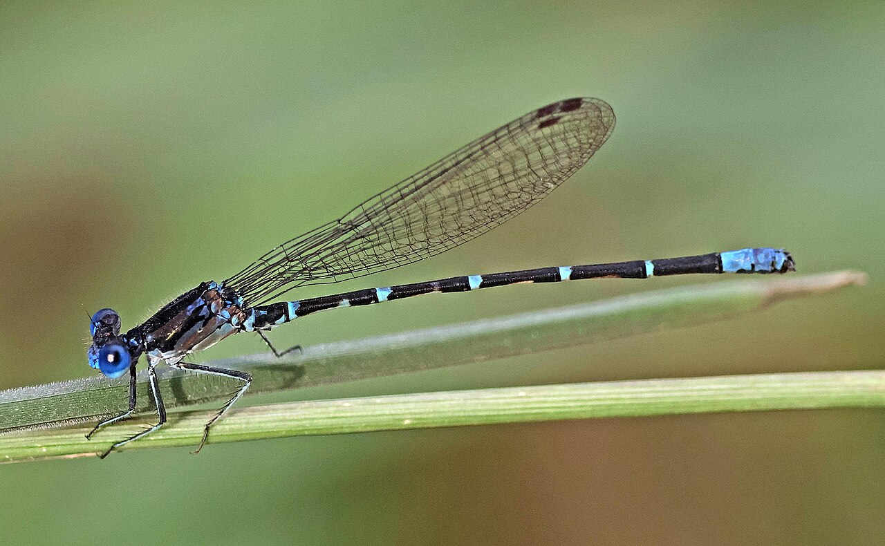 The Blue-Ringerd Dancer (Argia sedula) Damselfly